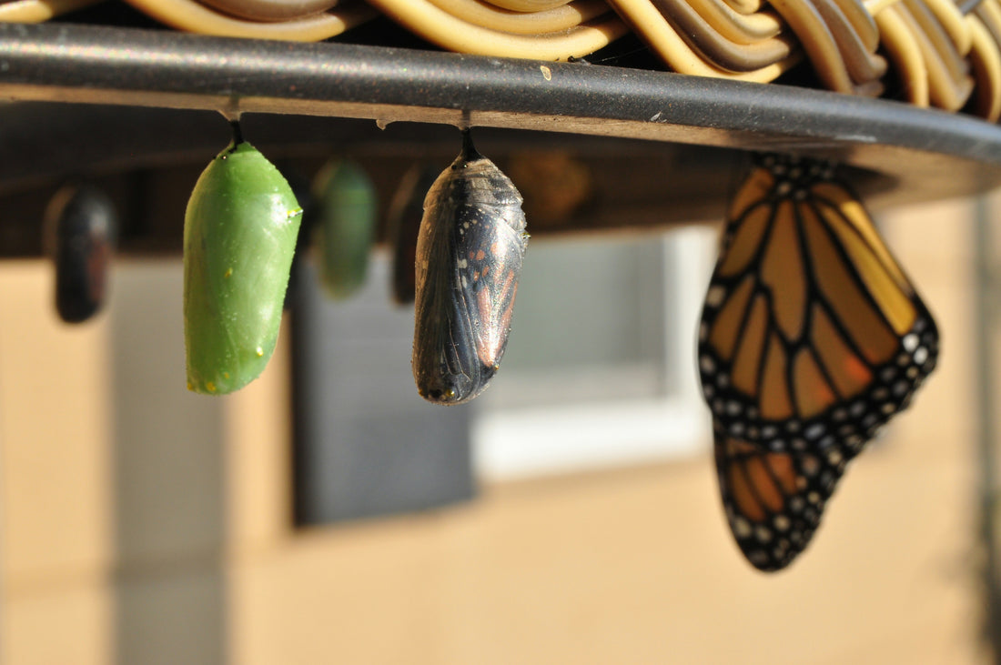 The 2 Things You Need To Change Behavior - Plus Implementing Change As A Leader