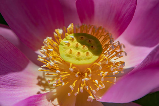The Flowering Of Life - Earth Day Edition And The Surprising Ways Flowers Bring Meaning And Can Improve Our Lives