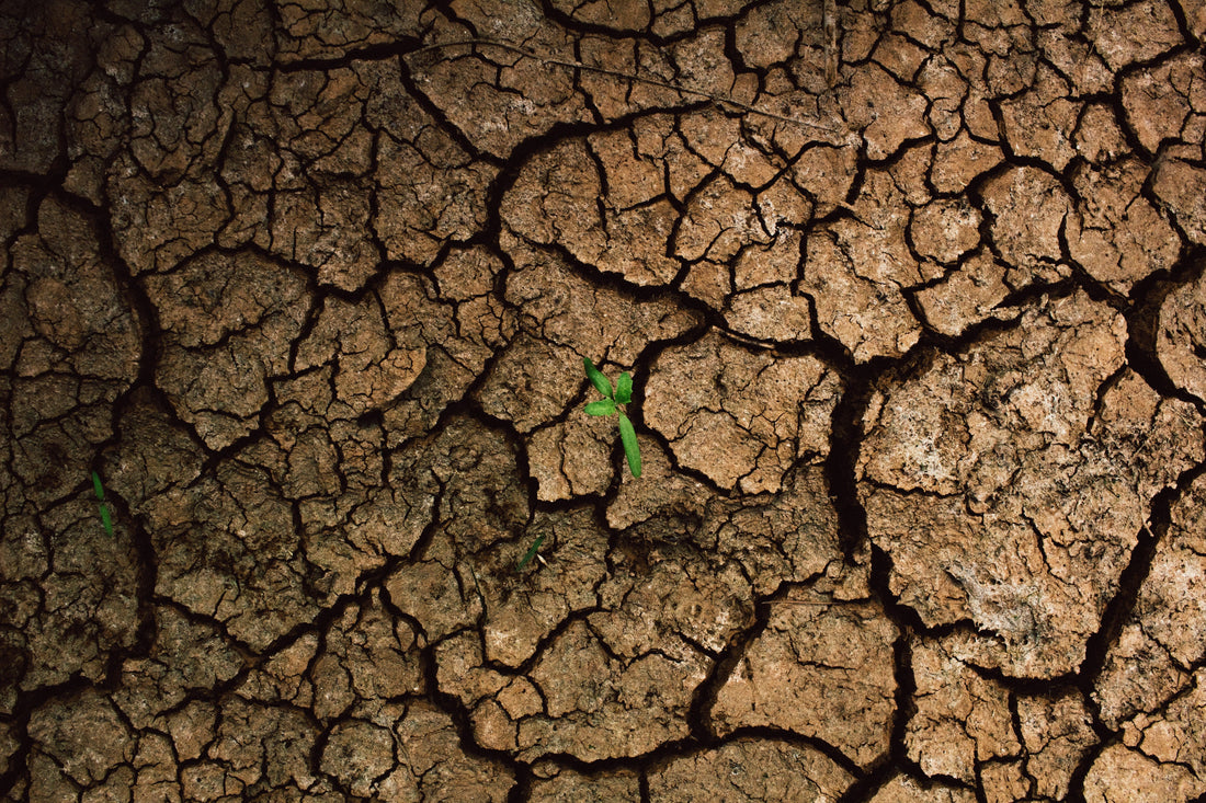A Major Cause Of Today's Sickness - Interdependence And Flourishing On Earth Day