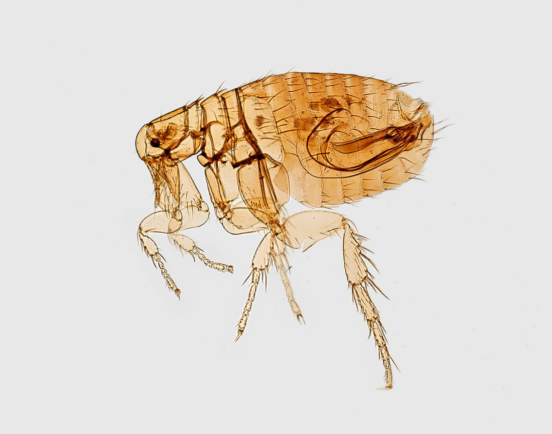 Unfair Or Unwilling? The Flea Circus Struggle Of Today's World