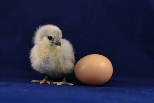 Understanding The Burnout Problem - The Chicken and Egg Challenge Of Today's World