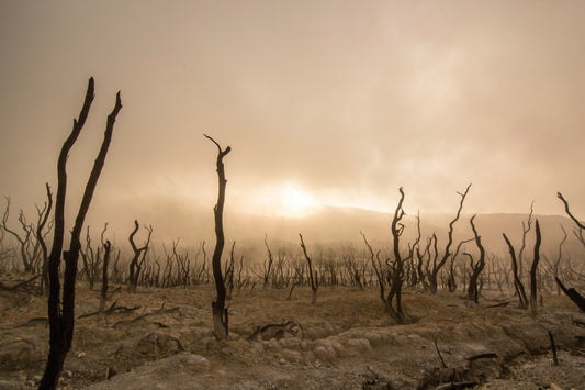 The Sterilization Of Thinking - The Consequences Of This Growing Problem In Our World