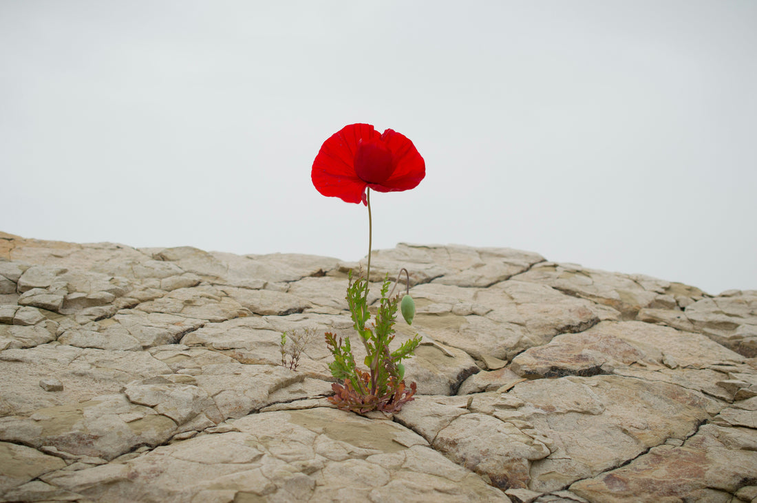 How Far Will You Go? The Test Of Resilience And Discomfort To Reach Your Goals