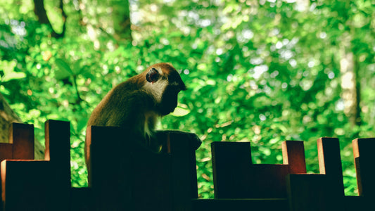 Why A Monkey Will Never Write Shakespeare - Understanding What Probabilities Actually Mean And Why We Should Be Wary Of How To Interpret Them