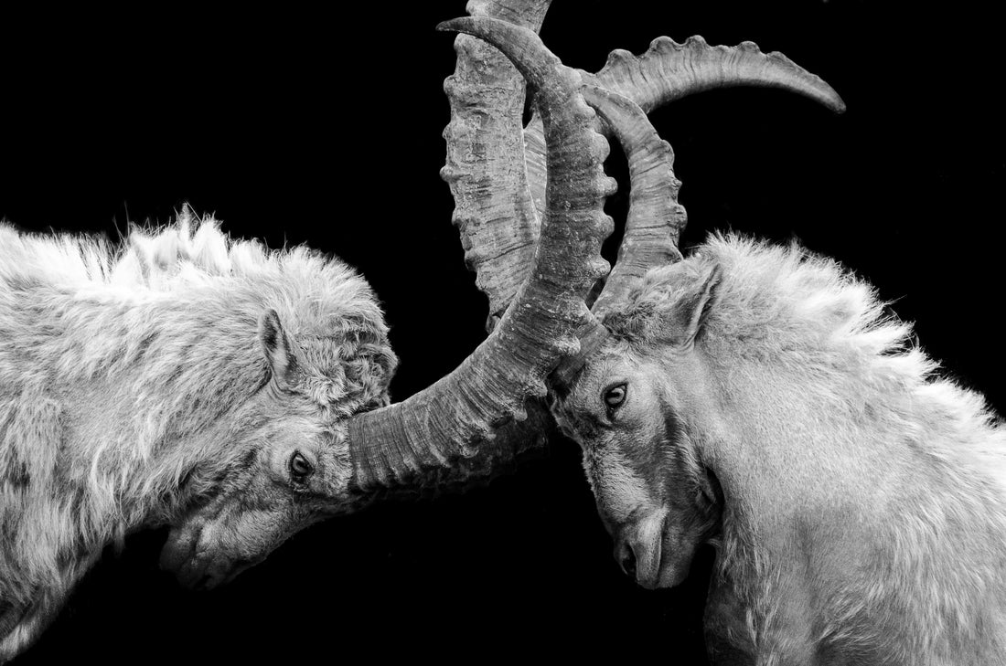 To Know Thy Enemy - Why Most People Never Have Success Beyond Their Echo Chamber