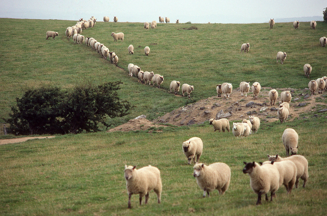 The Copycat Deception - Why Mimicking Others Will Fail In "Manifesting" A Life Like Them