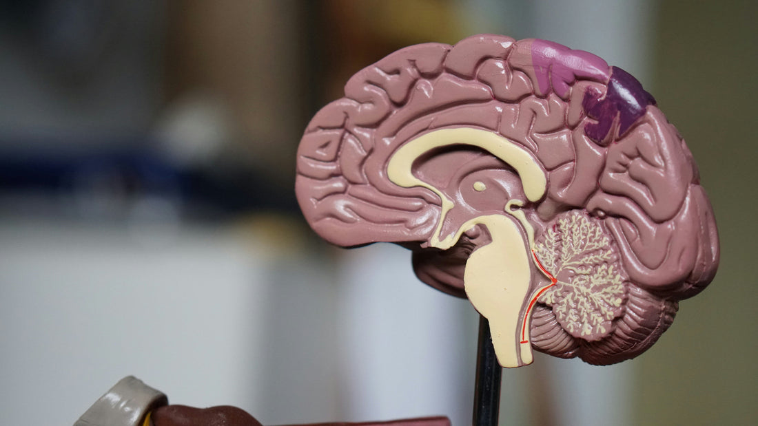 Does The Body Keep The Score? The Brain Trap And Professional Disagreement On The Brain And Nervous System Relation