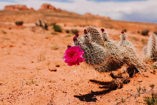 The Sower's Dilemma - The Reasons Most People Never Reap From Their Labor