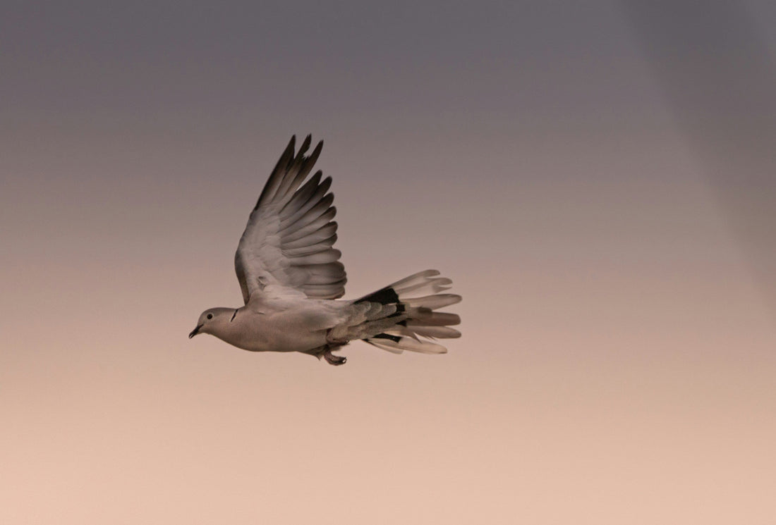 The Line Between Celebration And Mourning - The Anniversary Of A Meaningful Passing