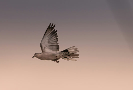 The Line Between Celebration And Mourning - The Anniversary Of A Meaningful Passing